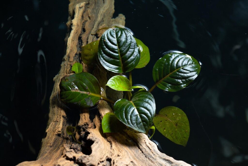 Foto macro em close-up de Anubias nana presa a um pedaço de driftwood submerso, folhas verdes escuras arredondadas com detalhes nítidos, água cristalina, fundo escuro, iluminação suave, estilo fotorealista.