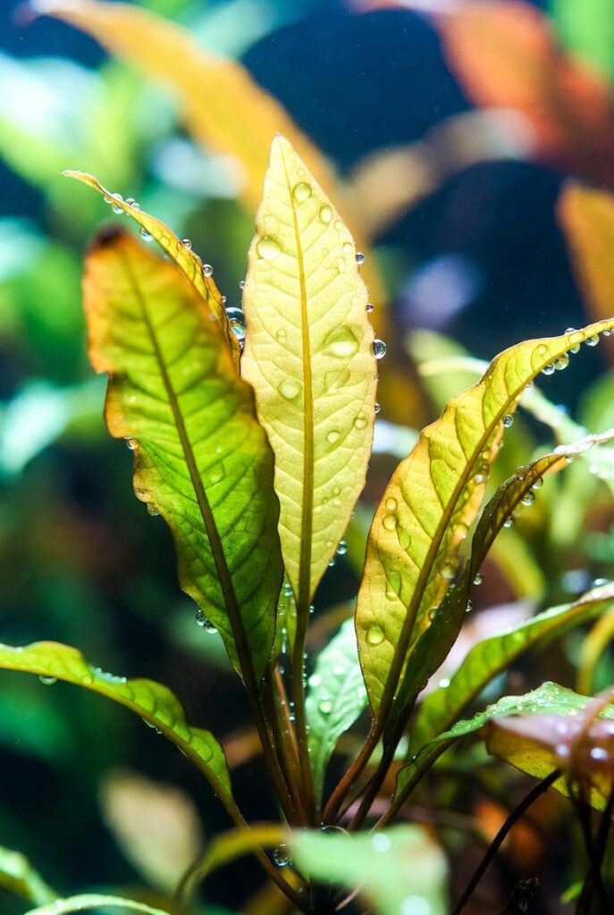 Foto macro em close-up de folhas de planta aquática com deficiência de ferro: folhas novas amareladas com nervuras verdes (clorose interveinal), gotas de água nas folhas, fundo de aquário desfocado, estilo fotorealista