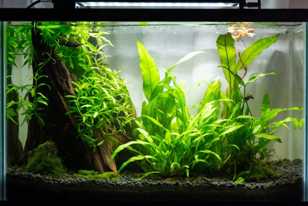 Aquário plantado de baixa tecnologia, com águas cristalinas e iluminação suave natural. Lush Anubias e Java Fern crescendo sobre troncos de driftwood, Cryptocoryne no substrato escuro, visual sereno e exuberante, estilo fotorealista.