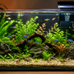 como montar um aquário para iniciantes. Aquário limpo e bem montado com peixes tropicais coloridos, plantas aquáticas e substrato de cascalho