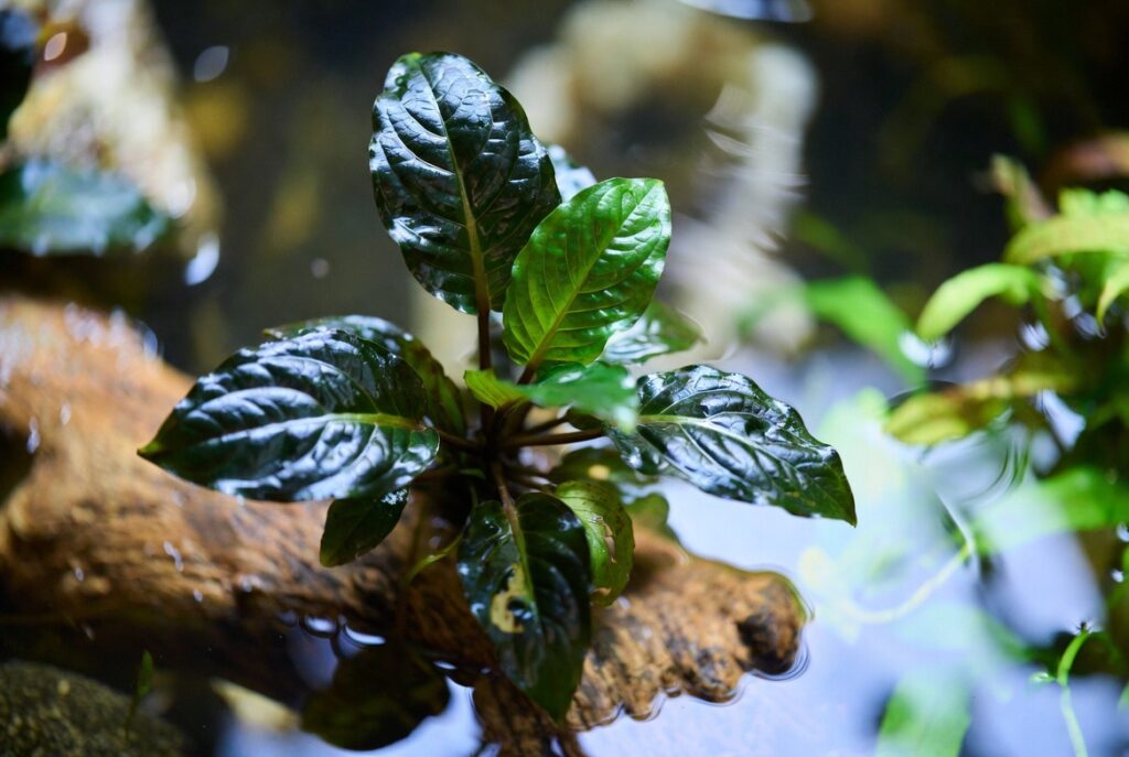 Plantas para Aquário Low Tech. Close-up macro subaquático de planta Anubias nana com folhas verde-escuras brilhantes, fixada em peça de madeira flutuante em aquário de água doce, iluminação natural.