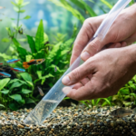 como fazer troca de água no aquário. Uma pessoa usando sifão para aspirar o fundo de um aquário durante troca de água