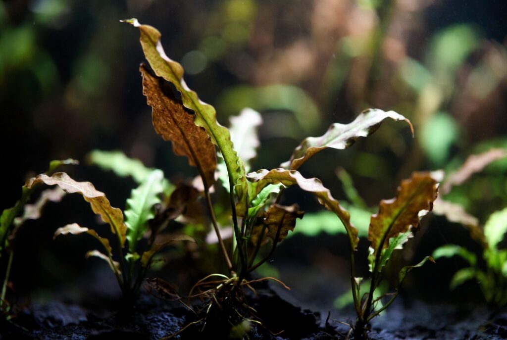 Close-up macro of Cryptocoryne wendtii aquatic plants with wavy green and brownish leaves growing from dark substrate in a freshwater aquarium, roots visible and soft bokeh background.