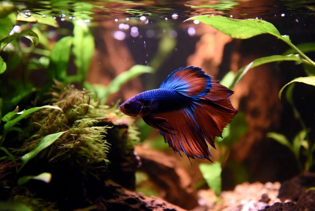 Como Cuidar do Peixe Betta: Guia Completo. peixe betta macho em aquário bem cuidado com plantas e água limpa