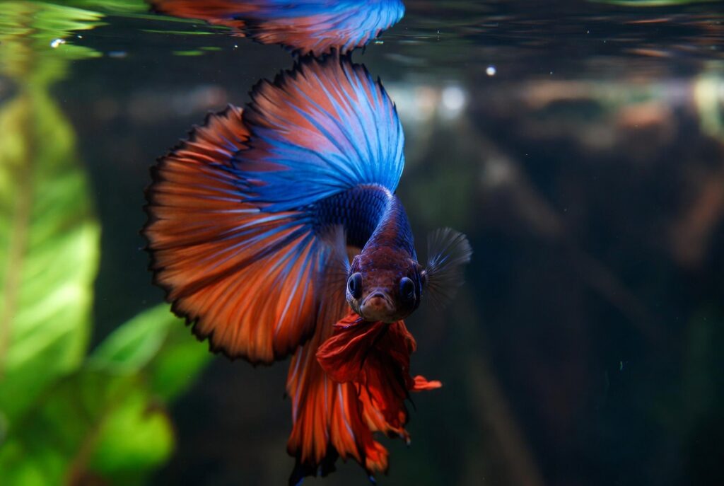PEIXE BETTA