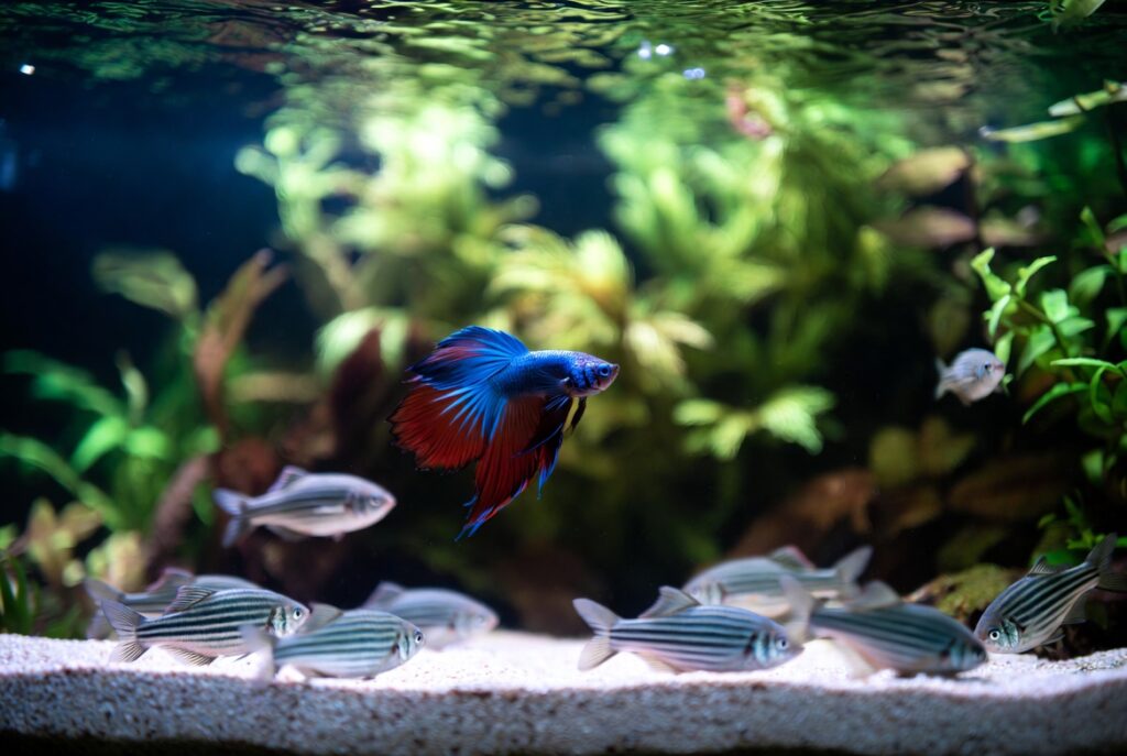 peixes compatíveis com betta em aquário comunitário