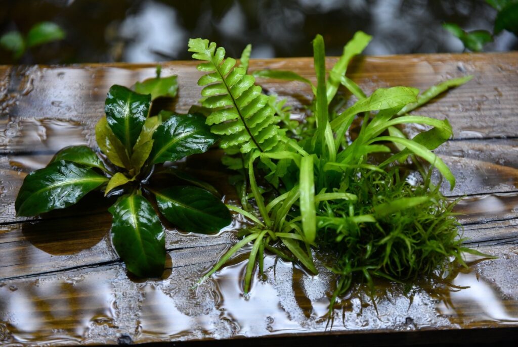 Vista superior (flat lay) de plantas aquáticas fáceis sobre superfície de madeira molhada: Anubias nana, Java Fern, Cryptocoryne wendtii e Java Moss, com gotas de água brilhantes, iluminação natural suave, estilo fotorealista.