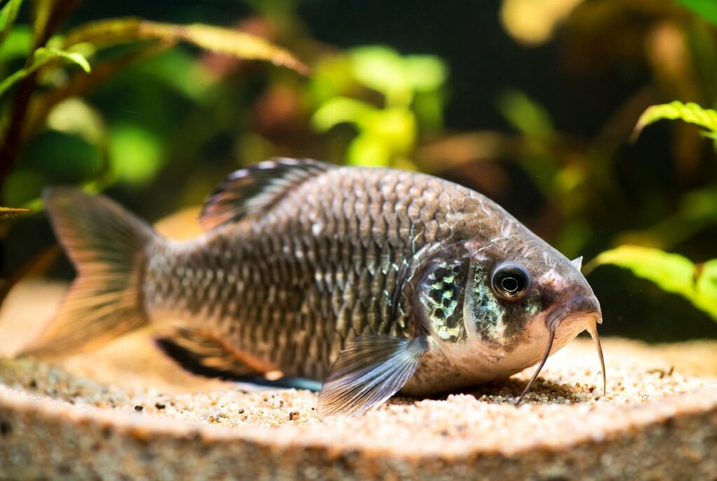 coridora peixe compatível com betta