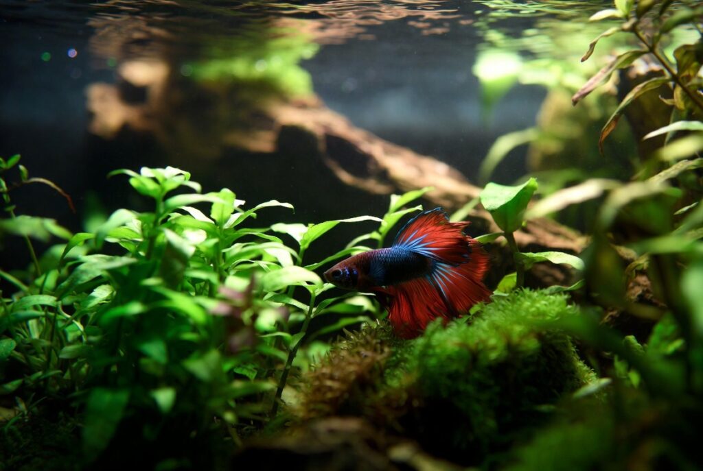 PEIXE BETTA