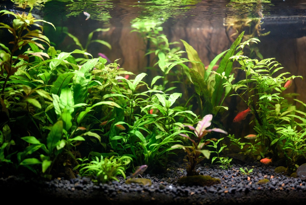 Vista interna de um aquário plantado exuberante de água doce, com densas plantas aquáticas verdes, algumas com folhas rosadas, substrato de cascalho escuro, madeira flutuante ao fundo e pequenos peixes tropicais coloridos (laranja e roxo) nadando tranquilamente. Iluminação suave e atmosfera natural.