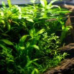 Aquário plantado low-tech de 60 litros exuberante, com plantas aquáticas verdes densas como Anubias, Java Fern e Cryptocoryne. Água cristalina, troncos de madeira natural, pequenos peixes tropicais nadando. Iluminação natural suave, estilo fotorealista e alta definição.
