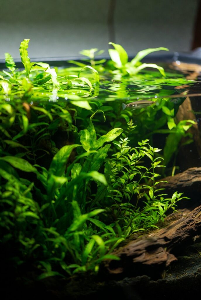 Aquário plantado low-tech de 60 litros exuberante, com plantas aquáticas verdes densas como Anubias, Java Fern e Cryptocoryne. Água cristalina, troncos de madeira natural, pequenos peixes tropicais nadando. Iluminação natural suave, estilo fotorealista e alta definição.