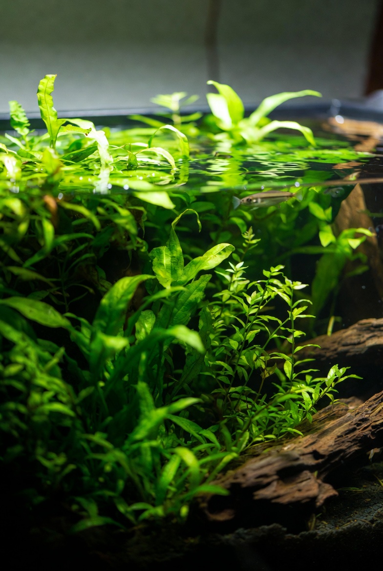 Aquário plantado low-tech de 60 litros exuberante, com plantas aquáticas verdes densas como Anubias, Java Fern e Cryptocoryne. Água cristalina, troncos de madeira natural, pequenos peixes tropicais nadando. Iluminação natural suave, estilo fotorealista e alta definição.