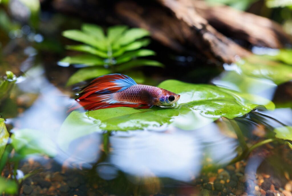 betta descansando sobre folha de anúbia em aquário plantado