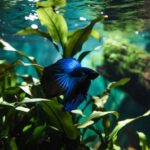 Aquário Plantado para Betta