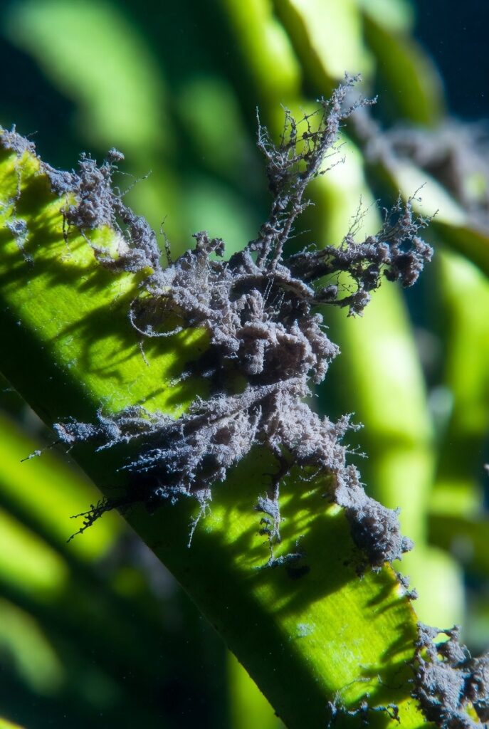 algas barba preta (Audouinella/Compsopogon) crescendo nas bordas de uma folha verde de planta de aquário. Tufo denso cinza-escuro/preto com textura detalhada. Macro fotorealista.