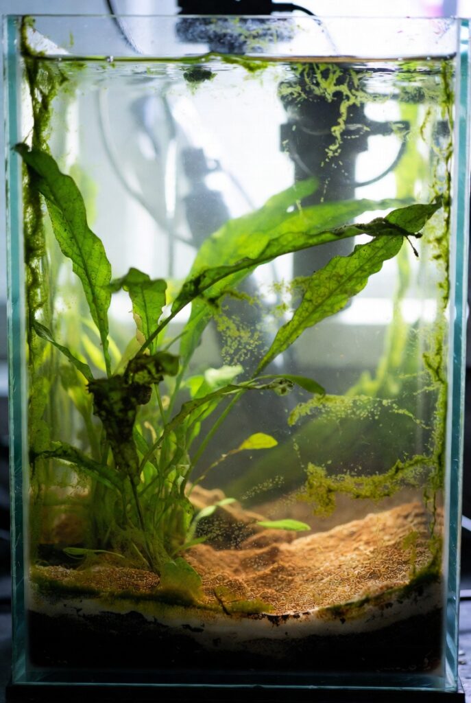 Aquário de água doce mostrando crescimento visível de algas: algas verdes pontilhadas no vidro, algas barba preta nas folhas das plantas e filme marrom de diatomáceas no substrato. Iluminação natural, estilo fotorealista e educativo.