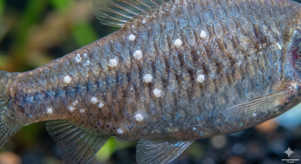 Peixe com Bolinhas Brancas: ampliação da lateral de um peixe de aquário, mostrando detalhes das escamas individuais e vários pequenos pontos brancos e salientes, indicativos de Ich.