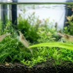 grupo de camarao amano limpando algas no aquario plantado