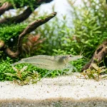 camarao fantasma transparente em close sobre areia no aquario plantado
