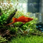 Peixe espada vermelho em aquário plantado de água doce