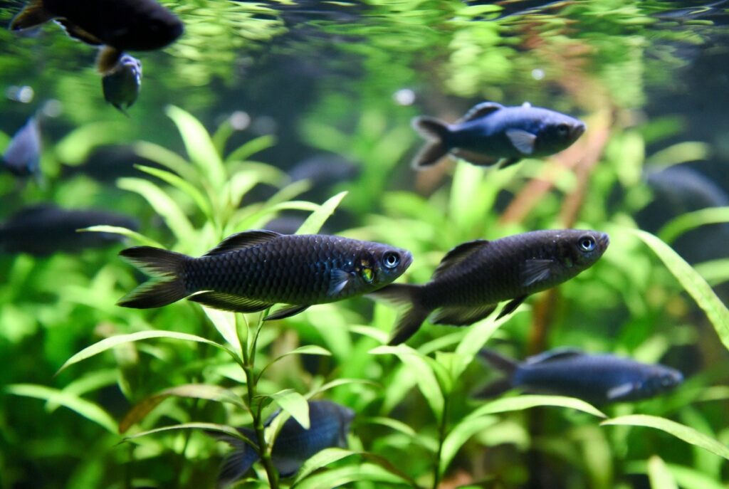 Aquário comunitário com molinésias, platis e corydoras convivendo entre plantas e tronco
