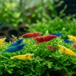 tipos de camarao de aquario coloridos vermelho azul e amarelo sobre musgo