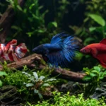 tipos de peixe betta com caudas e cores diferentes lado a lado