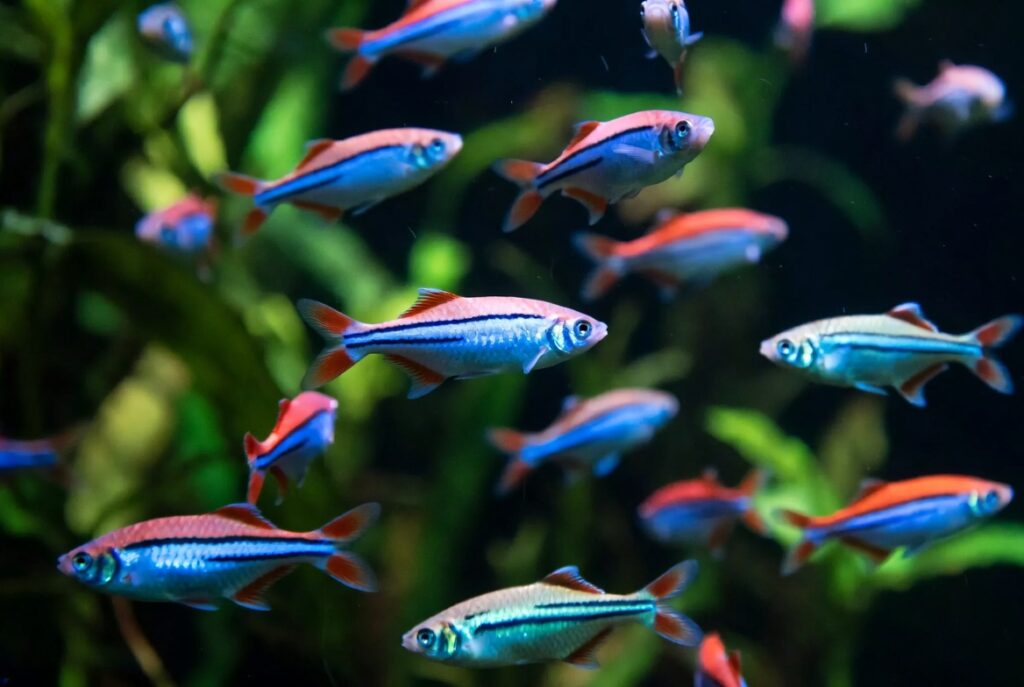 Cardume de tetras neon com listras azuis e vermelhas brilhantes nadando em aquário com plantas
