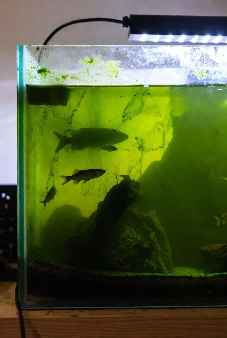 Água do Aquário Verde. Aquário com água verde por excesso de microalgas em suspensão