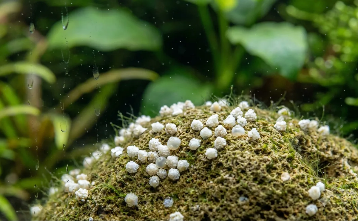 pequenos ovos brancos de caramujo neritina presos na decoração do aquário