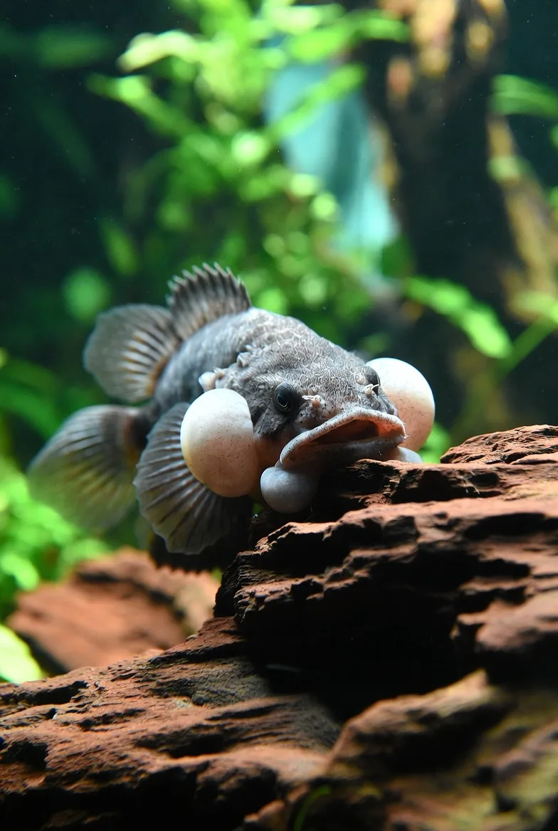 cascudo ancistrus limpando decoração em aquário plantado
