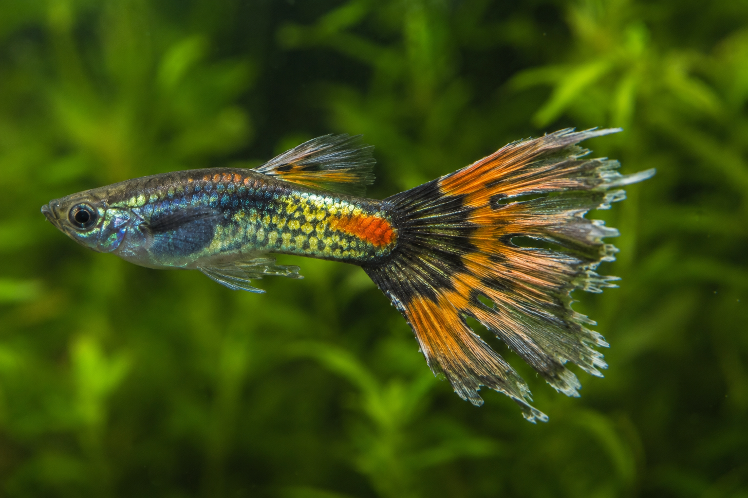 Close-up de peixe de água doce com podridão de nadadeira, mostrando cauda desgastada, rasgada e parcialmente dissolvida, com bordas escuras e áreas esbranquiçadas em aquário plantado desfocado.