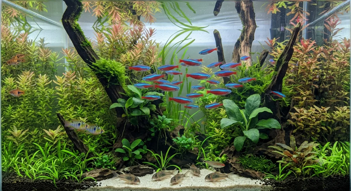 Aquário comunitário equilibrado com cardume de tetra neon e outros peixes