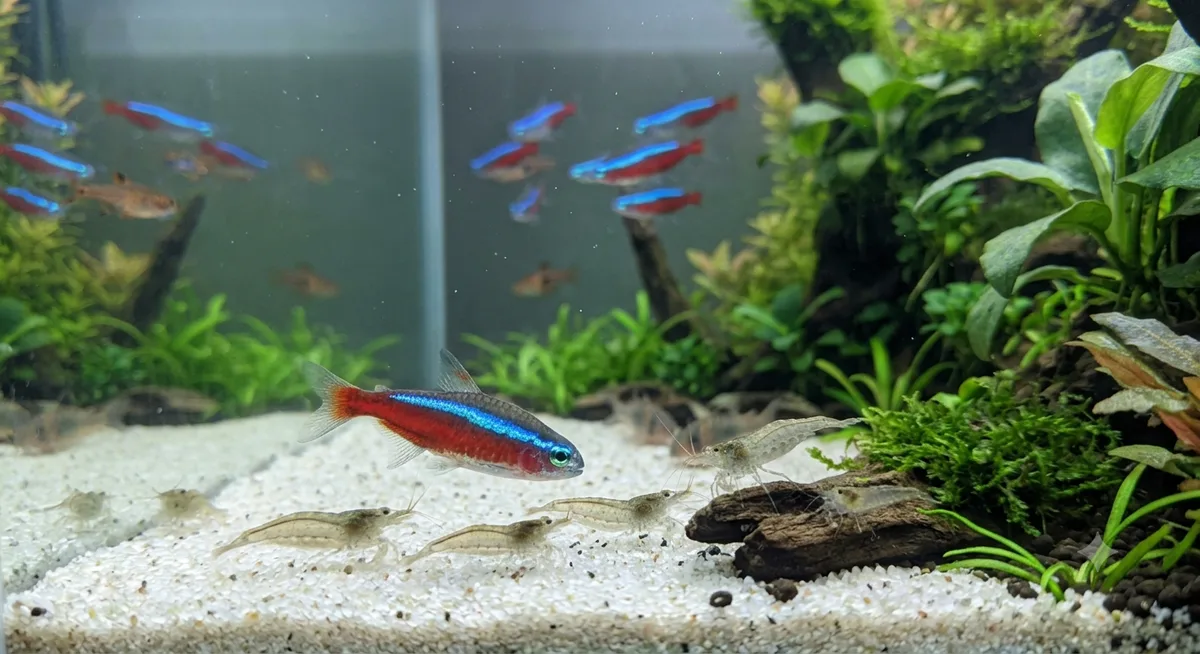 Tetra neon nadando próximo a camarões no aquário plantado