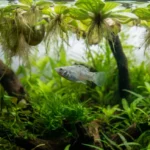 molinésia com sinais de estresse em aquário plantado