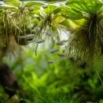 grupo de filhotes recém-nascidos de molinésia nadando em aquário plantado com plantas flutuantes