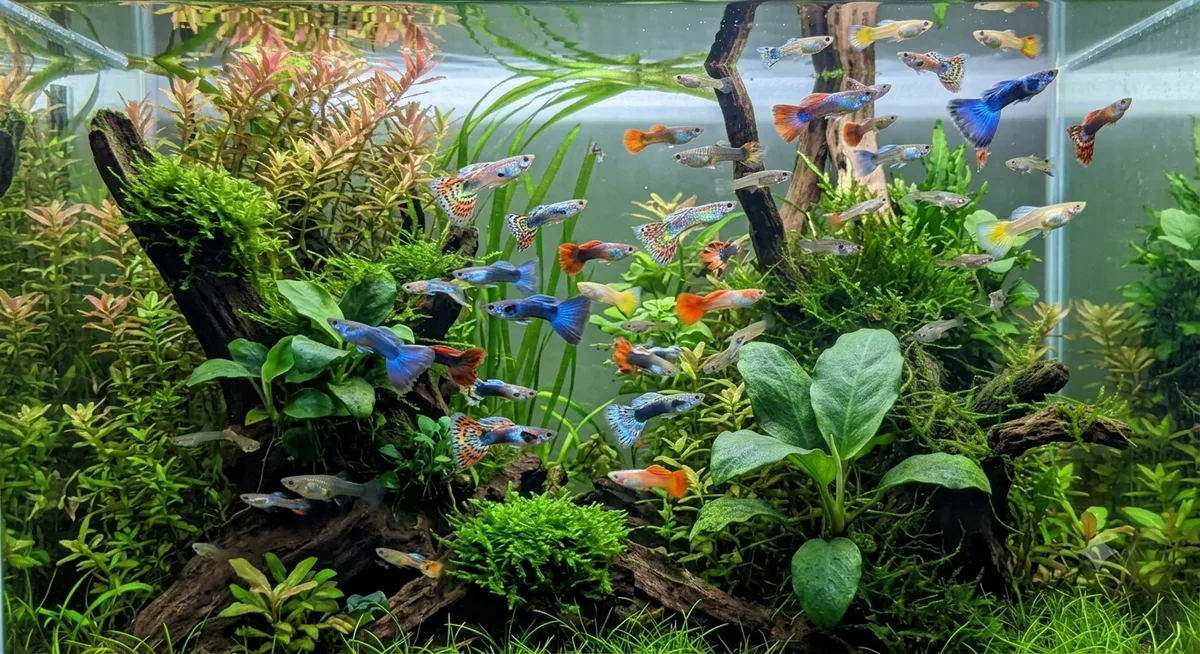 Aquário bem povoado com cardume colorido de guppys nadando livremente
