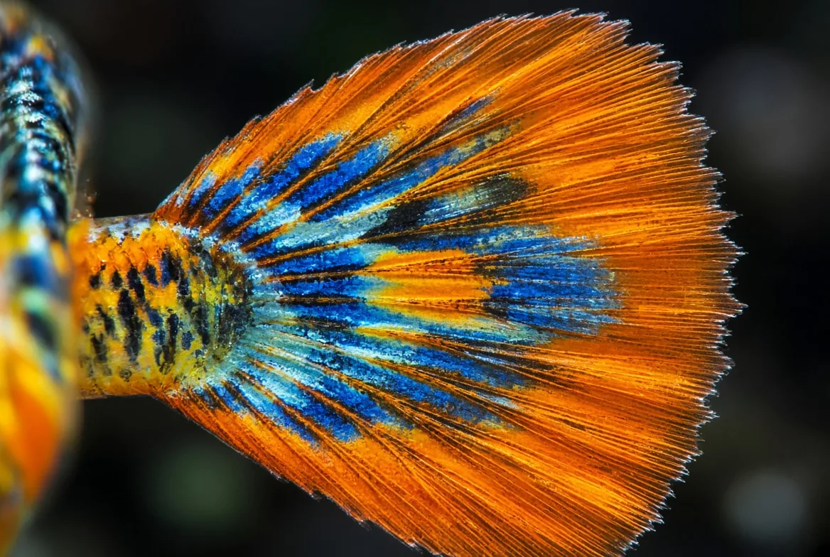 Close da cauda longa e colorida do guppy macho, o alvo preferido de peixes que beliscam nadadeira
