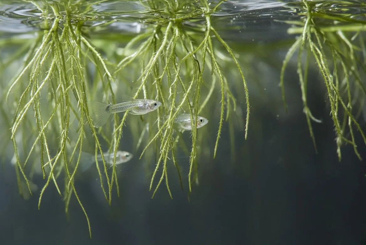 Filhotes de guppy escondidos entre as raízes de plantas flutuantes no aquário
