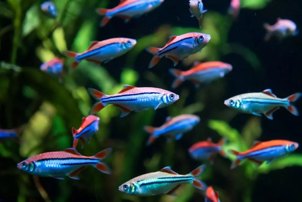 Cardume de tetras neon com listras azuis e vermelhas brilhantes nadando em aquário com plantas