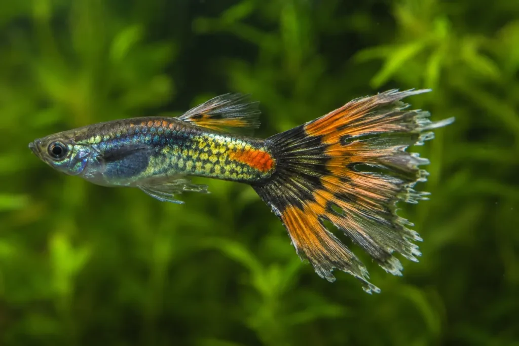 Close-up de peixe de água doce com podridão de nadadeira, mostrando cauda desgastada, rasgada e parcialmente dissolvida, com bordas escuras e áreas esbranquiçadas em aquário plantado desfocado.