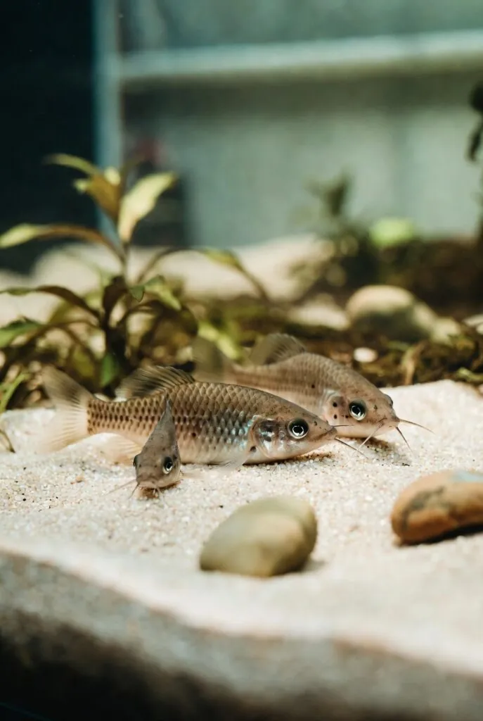 Grupo de corydoras descansando sobre areia fina no fundo de aquário com pedras e plantas baixas