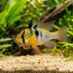 ramirezi clássico (Mikrogeophagus ramirezi) em aquário plantado, uma das variedades de ramirezi